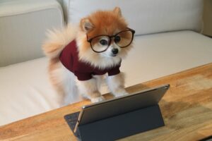 Problem-Solving Pups: How Dogs Outsmart Us