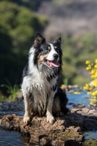 Everyday Adventures for Your Dog’s Bucket List