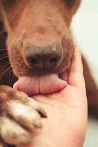 Treats, Toys, and Gifts: Dogs Who Share Love