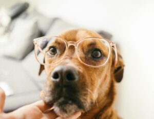 Problem-Solving Pups: How Dogs Outsmart Us