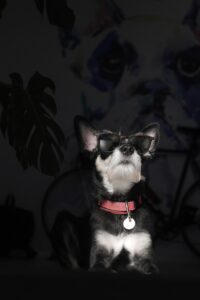 Laika: The Brave Dog Who Reached the Stars