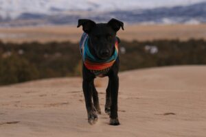 Everyday Adventures for Your Dog’s Bucket List