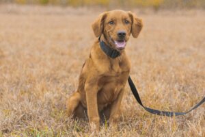 Lifesavers on Paws: Search and Rescue Dogs in Action