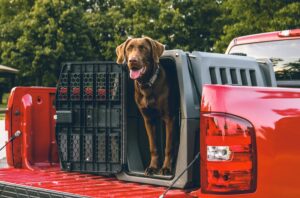 Lifesavers on Paws: Search and Rescue Dogs in Action