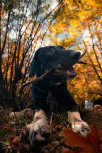 Fall Weather Safety Tips for Dogs