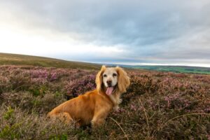 Lifesavers on Paws: Search and Rescue Dogs in Action