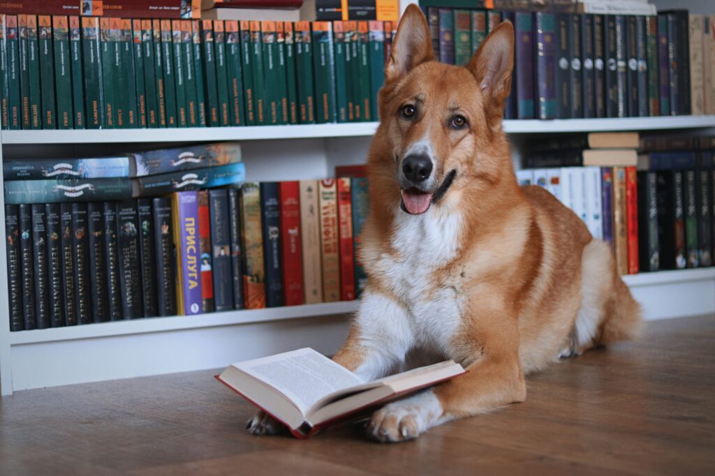 How Dogs Outsmart Us: Everyday Genius Moments You Might Miss
