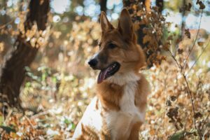 Managing Your Dog’s Itchy Skin in the Fall