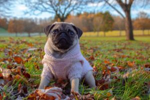 As the seasons shift, so do your dog’s needs—especially when it comes to diet. Winter brings colder temperatures, shorter days, and less outdoor activity, all of which can affect how much and what your pup should eat. Just like people crave hearty meals in the winter, dogs may need a nutritional boost too. The key is finding the right balance to keep your furry companion energized, healthy, and at a comfortable weight during the colder months. 1. Adjust Calorie Intake Based on Activity Active dogs (those who spend a lot of time outdoors, playing in the snow, or going on hikes) often need more calories to maintain their energy and body temperature. Less active dogs (those who spend more time indoors during winter) may need fewer calories to avoid weight gain. Always monitor your dog’s body condition and adjust accordingly. 2. Prioritize Protein and Healthy Fats Protein and fat are vital for energy and warmth. Choose high-quality dog food with lean protein sources and healthy fats like fish oil. These help maintain a shiny coat and strong immune system. 3. Keep Hydration in Check Cold weather often masks dehydration. Heated homes and less obvious thirst cues can leave dogs drinking less water than they should. Provide fresh, clean water at all times. If your dog isn’t drinking enough, consider adding water or low-sodium broth to their food. 4. Add Immune-Boosting Foods and Supplements Winter is flu and cold season for humans, and while dogs don’t catch the same illnesses, their immune systems can still weaken. Adding immune-supporting nutrients can help: Omega-3 fatty acids (for skin and coat health) Probiotics (for gut and immune support) Vitamin E and C (antioxidants that support immunity) 5. Warm Meals for Comfort Dogs love warm meals in winter. Adding warm water or lightly heating their food can make meals more appetizing and comforting. This can be especially beneficial for older dogs who might be less enthusiastic eaters in colder weather. 6. Watch for Winter Weight Gain Because many dogs are less active in the winter, extra calories can easily add up. Keep an eye on portion sizes and adjust feeding if you notice your dog’s waistline disappearing under that fluffy winter coat. Conclusion Winter nutrition is about balance—fueling your pup with enough calories and nutrients to stay energized and healthy, without overfeeding. By focusing on protein, healthy fats, hydration, and immune support, you can make sure your dog thrives during the chilly months. A well-fed, happy pup will be ready for snowball chases, winter walks, and plenty of cozy cuddle sessions.