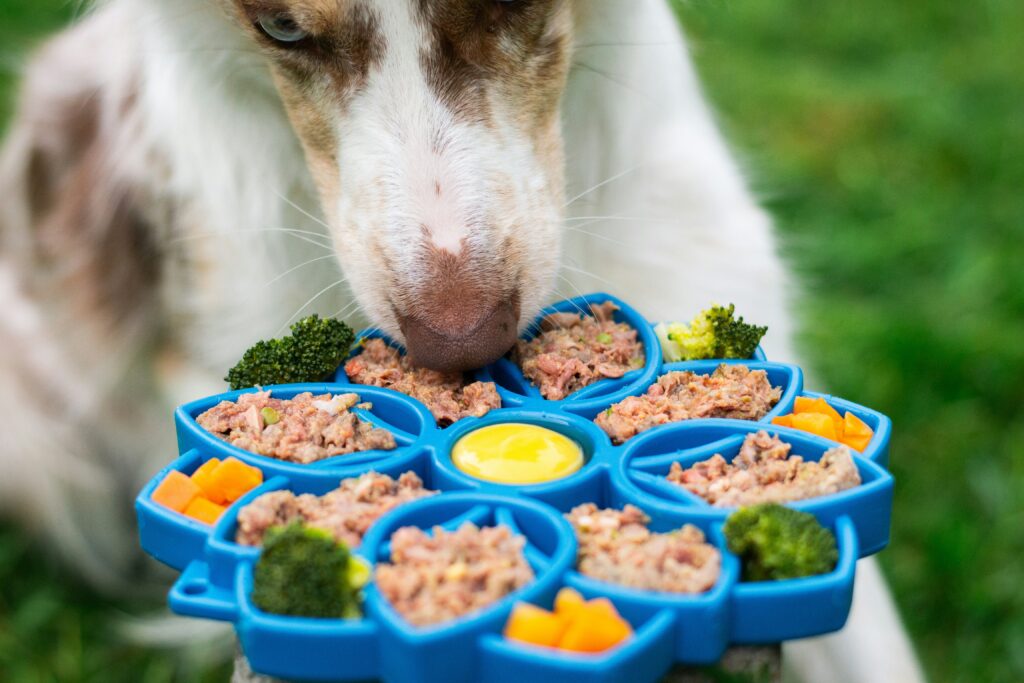 Best Food for Active Dogs