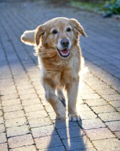 Spring Allergies: How to Help Dogs Breathe Easy