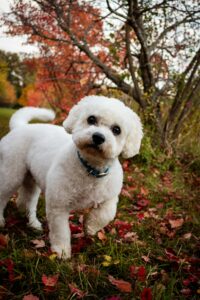 Fall Weather Safety Tips for Dogs