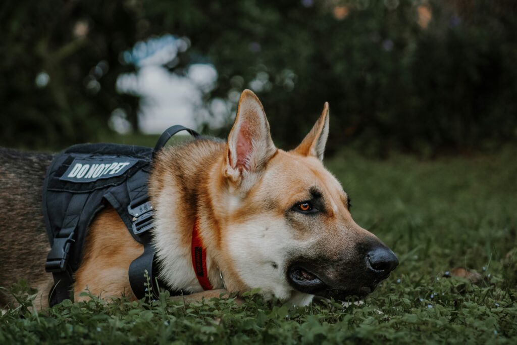 Lifesavers on Paws: Search and Rescue Dogs in Action