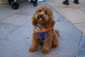 Halloween Hazards in the Home for Dogs