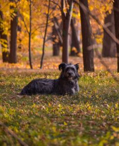 Managing Your Dog’s Itchy Skin in the Fall