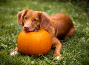 Halloween Hazards in the Home for Dogs