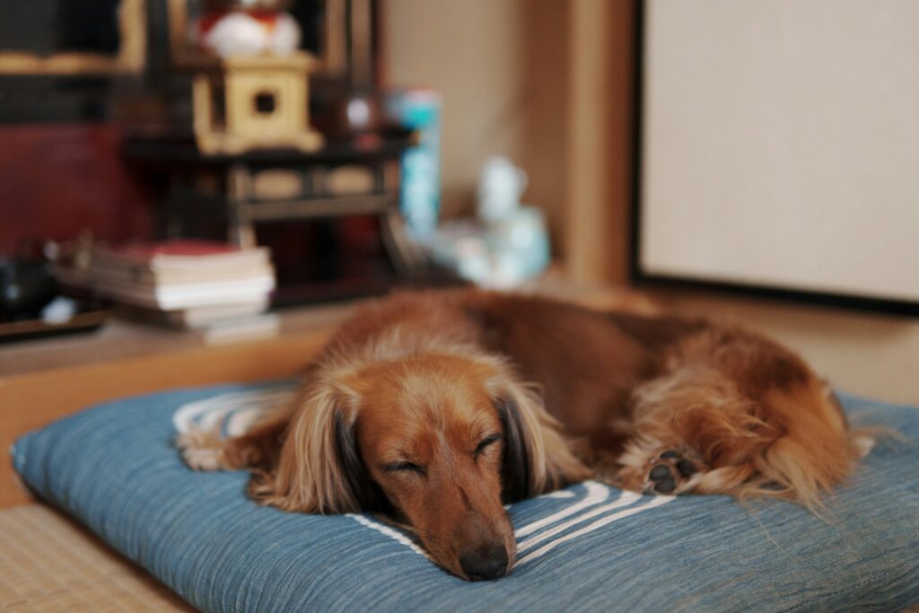 The Role of Breed and Energy Level in Sleep Patterns