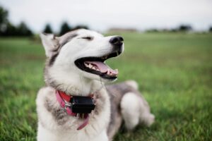Safer Off-Leash Adventures with the Mini Educator
