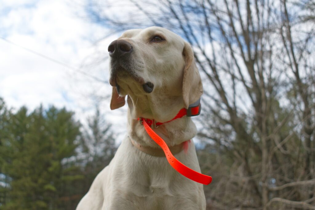 Safer Off-Leash Adventures with the Mini Educator