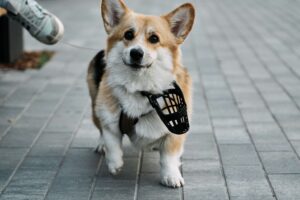 Safer Off-Leash Adventures with the Mini Educator