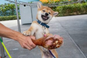 Best Food for Active Dogs