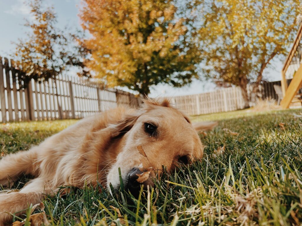 Fall Weather Safety Tips for Dogs