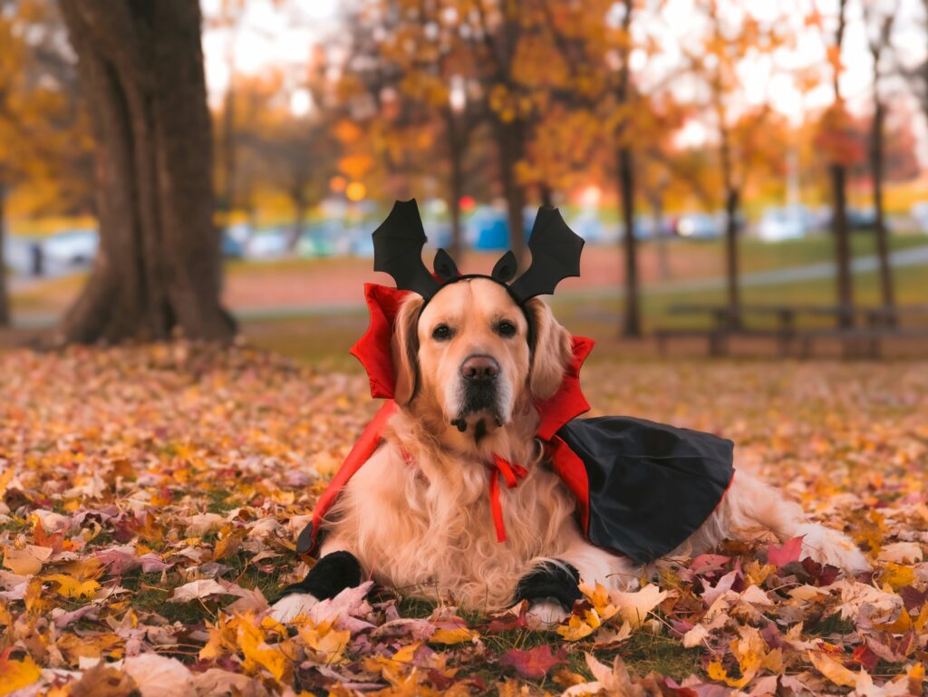 Halloween Hazards in the Home for Dogs