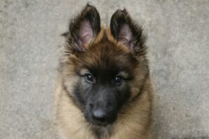 How Dogs Outsmart Us: Everyday Genius Moments You Might Miss