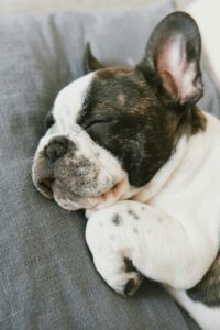 The Role of Breed and Energy Level in Sleep Patterns