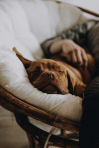 The Role of Breed and Energy Level in Sleep Patterns