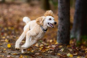  Fall Fun with Your Dog in Boston, MA