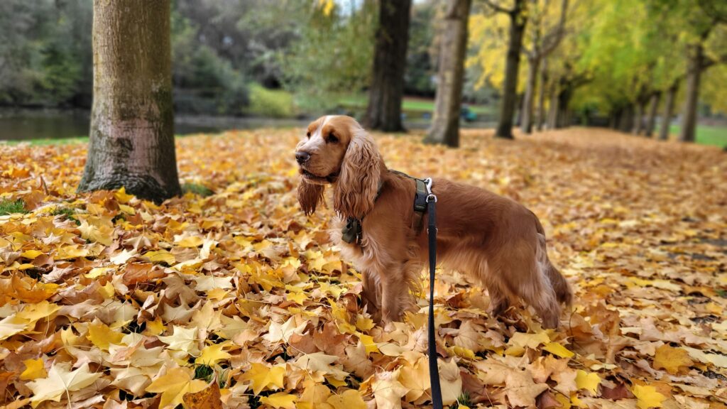  Fall Fun with Your Dog in Boston, MA