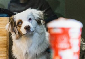 How Dogs Outsmart Us: Everyday Genius Moments You Might Miss