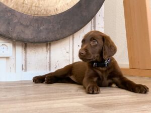 Spring Allergies: How to Help Dogs Breathe Easy