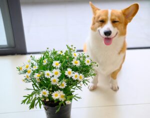 Spring Allergies: How to Help Dogs Breathe Easy