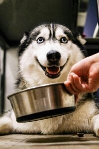 Best Food for Active Dogs