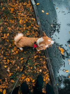  Fall Fun with Your Dog in Boston, MA
