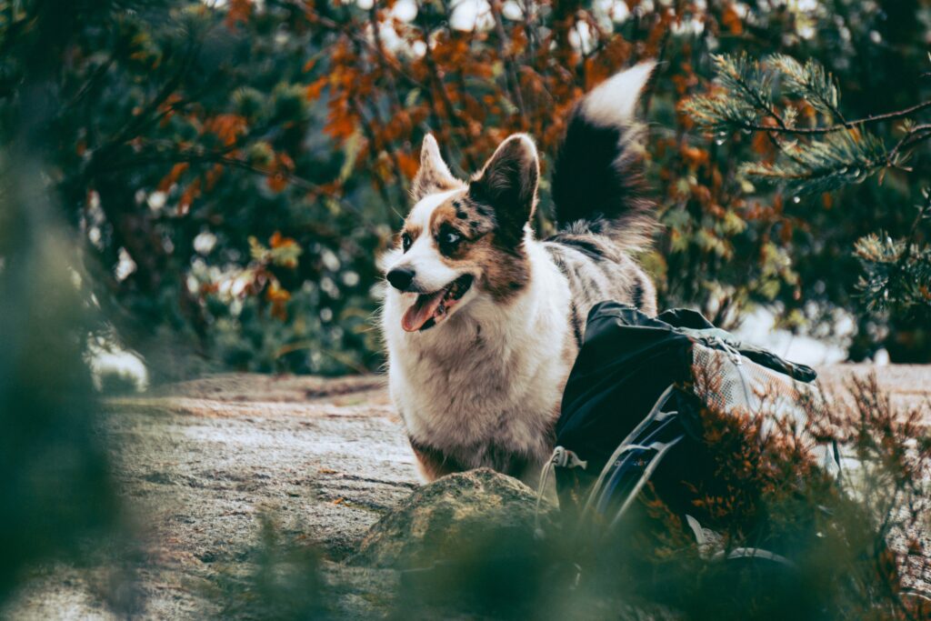 Managing Your Dog’s Itchy Skin in the Fall