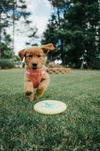 Crate Training Made Easy: Creating a Safe Space for Your Dog