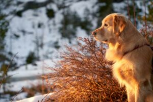 Mindful Moments — Practicing Relaxation with Your Dog