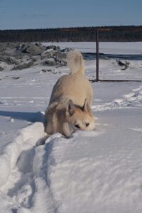Snowy Scavenger Hunt: A Winter Adventure for Curious Dogs