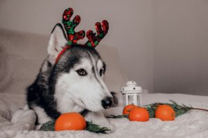 Festive Sweet Potato Bites for Dogs