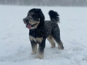 Snowy Scavenger Hunt: A Winter Adventure for Curious Dogs