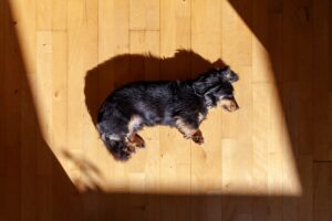 Sunlight & Vitamin D — Why It Matters for Your Dog’s Health