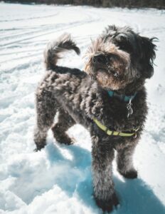Snowy Scavenger Hunt: A Winter Adventure for Curious Dogs