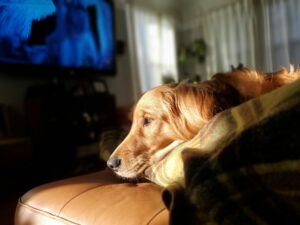Sunlight & Vitamin D — Why It Matters for Your Dog’s Health