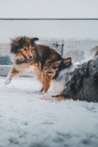 Boston, MA Area: December Events for Dogs