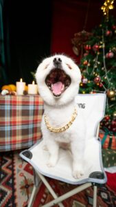 Festive Sweet Potato Bites for Dogs