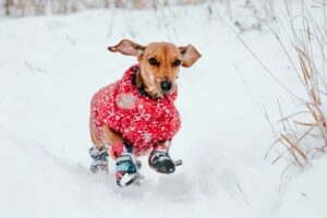 Boston, MA Area: December Events for Dogs