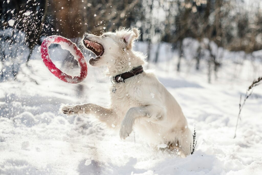 Keeping Your Dog Calm During Snowstorms